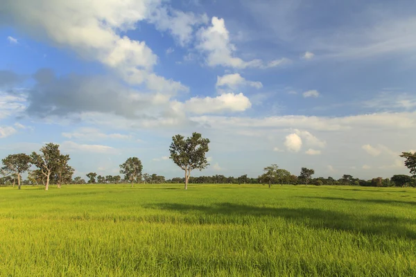 Зелене рисове поле пейзажний фон — стокове фото