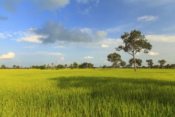 Grüne Reisfelder Landschaft Hintergrund — Stockfoto