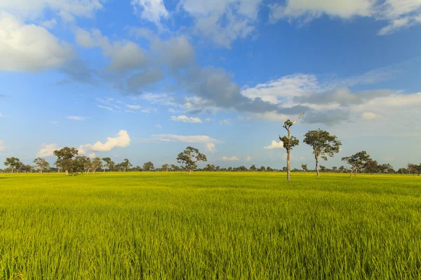 Green rice field landscape background — Stock Photo, Image