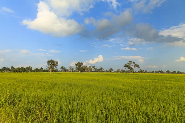 Grüne Reisfelder Landschaft Hintergrund — Stockfoto