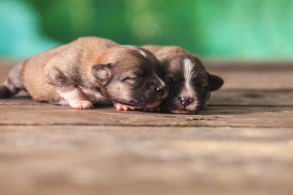 Ahşap bir masa üzerinde yeni doğan yavru köpek — Stok fotoğraf