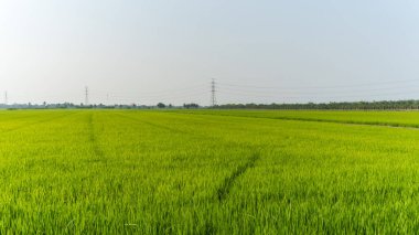 Ufka doğru uzanan canlı yeşil pirinç saplarının yer aldığı geniş tarım arazisi, elektrik direkleri ve palmiye ağaçları tarafından noktalanmıştır.