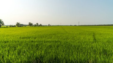 Uçsuz bucaksız yeşil pirinç tarlası ufka doğru uzanıyor, dağınık palmiye ağaçları ve endüstriyel güç direkleriyle kaplı parlak, puslu gökyüzünün altında.
