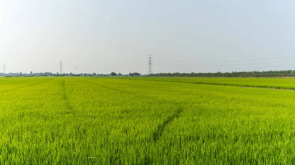 Ufka doğru uzanan canlı yeşil pirinç saplarının yer aldığı geniş tarım arazisi, elektrik direkleri ve palmiye ağaçları tarafından noktalanmıştır.