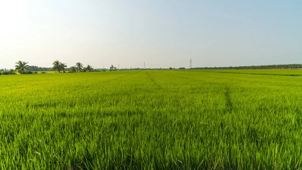 Uçsuz bucaksız yeşil pirinç tarlası ufka doğru uzanır, dağınık palmiye ağaçları ve endüstriyel güç direkleriyle donatılmış soluk mavi gökyüzünün altında.