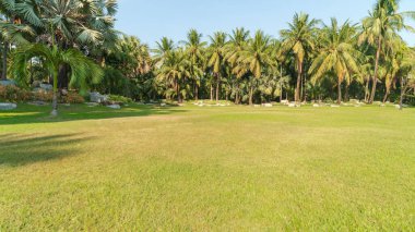 Geniş, manikürlü bir çimen, parlak, bulutsuz bir gökyüzünün altında çeşitli palmiye ağaçlarının yoğun bir korusuna doğru uzanır.