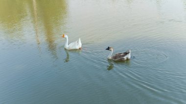 Beyaz bir kaz ve kahverengi ve beyaz bir kaz durgun suda süzülerek hareket ederken yumuşak dalgalar yaratırlar.