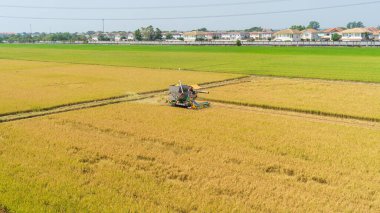 Havadan bakıldığında modern bir biçerdöveri iş başındayken yakalıyor. Olgun altın pirinç saplarını yerleşim alanına yakın geniş bir tarla sahasında kesiyor.