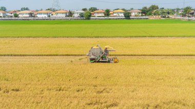 Bir hava görüntüsü, arka planda banliyö evleri olan geniş bir tarım arazisinde olgun pirinç sapları toplayan bir biçerdöveri yakalar.