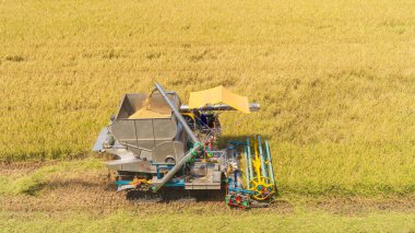 Modern bir biçerdöver, tarımsal verimlilik ve bolluk içeren geniş, güneşli bir alanda olgun pirinç taneleri topluyor.