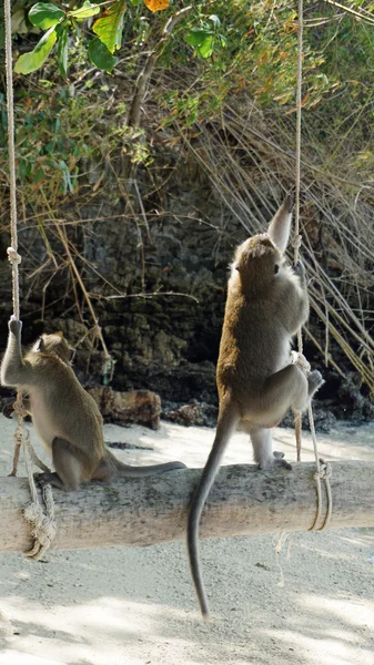 Affe auf der Insel Poda — Stockfoto