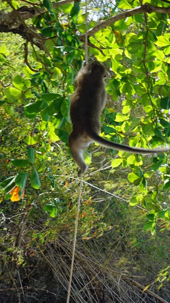 Singe sur poda île — Photo