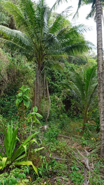 Grüne landschaften in thailand — Stockfoto