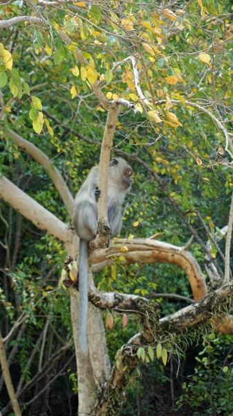 Makake in the tree — Stock Photo, Image