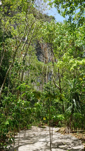 Groene landschap in thailand — Stockfoto