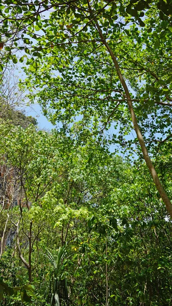 Groene landschap in thailand — Stockfoto