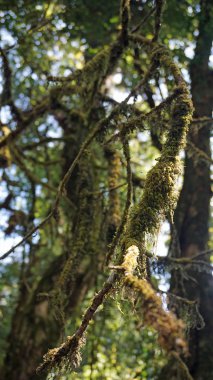 Doi Inthanon Milli Parkı