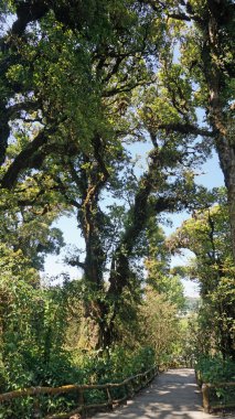 Doi Inthanon Milli Parkı