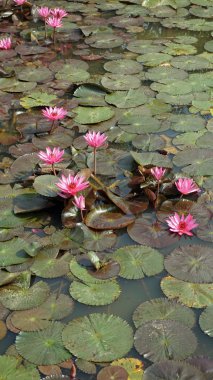 Nilüferler gölette