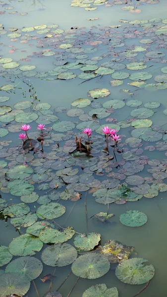Vatten lilja i en damm — Stockfoto
