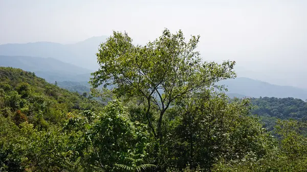 Doi Inthanon nationalpark — Stok fotoğraf