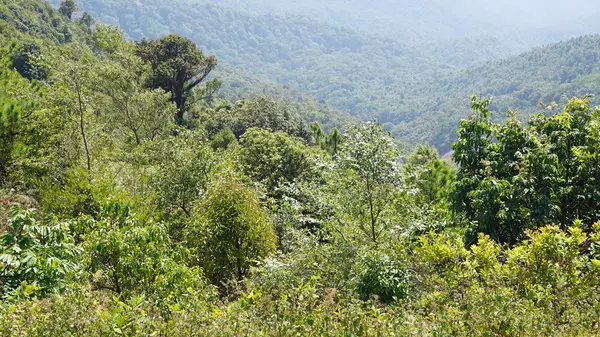 Doi Inthanon nationalpark — Stockfoto