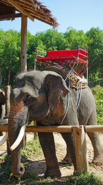 Tayland bakir yağmur ormanları