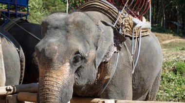 Tayland bakir yağmur ormanları