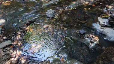 Tayland bakir yağmur ormanları