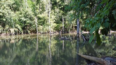 Tayland bakir yağmur ormanları