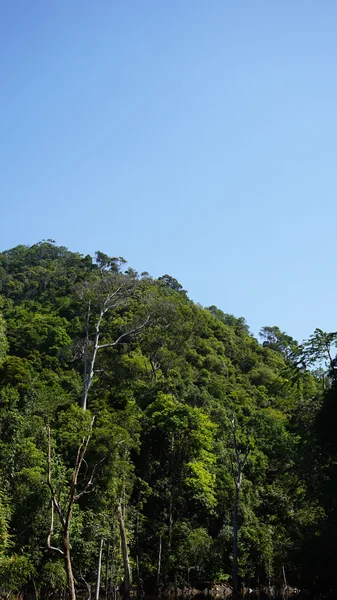 Ongerept regenwoud in thailand — Stockfoto