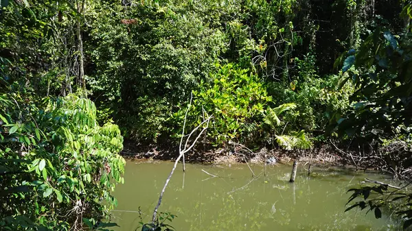 Ongerept regenwoud in thailand — Stockfoto