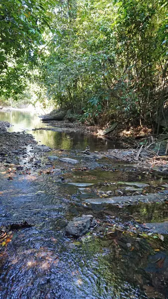 Orörd regnskog i thailand — Stockfoto