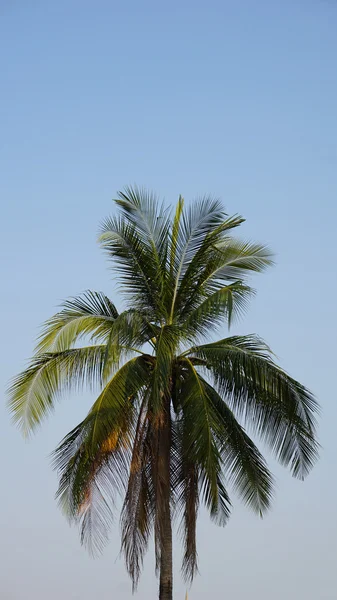 Tropical landscape in sukhothai — Stock Photo, Image