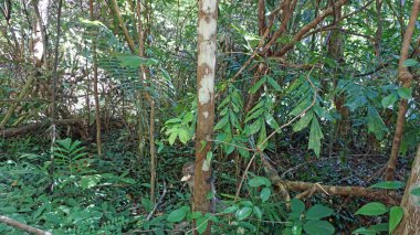 Tayland vahşi mokeys