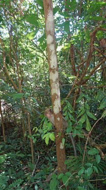 Tayland vahşi mokeys