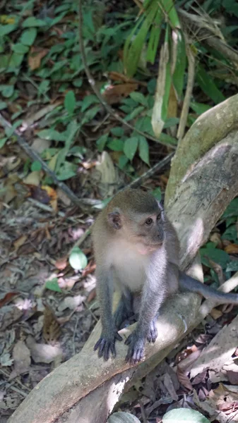 Wilde mokeys in thailand — Stockfoto