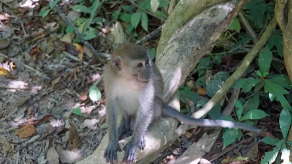 Monos salvajes en Tailandia — Foto de Stock