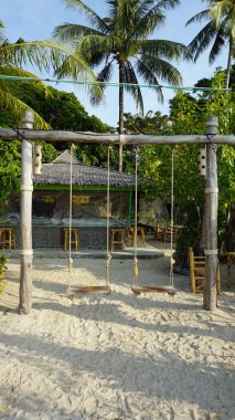 Tonsai ko phi phi üzerinde defne