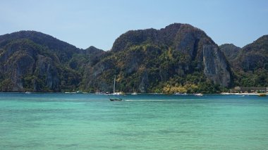 Tonsai ko phi phi üzerinde defne