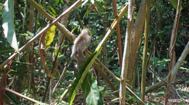 Tayland vahşi mokeys