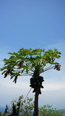 Tayland tipik elektrik