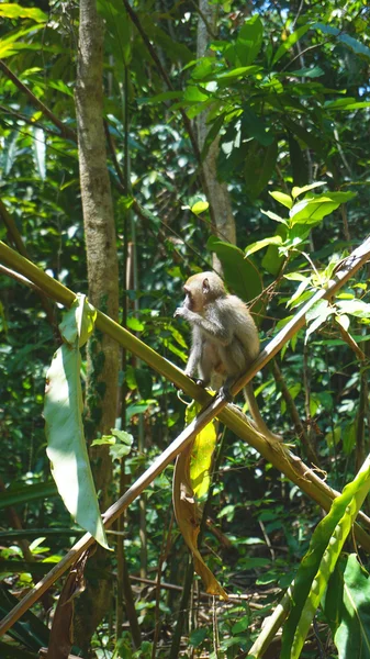 Monos salvajes en Tailandia —  Fotos de Stock
