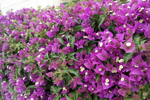 Kleurrijke bloemen op Mallorca — Stockfoto