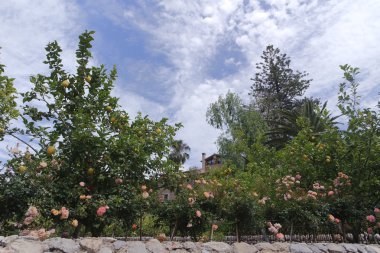 Mallorca'da adada manzara