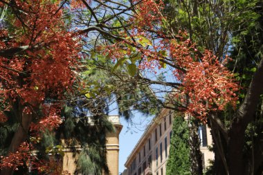 Mallorca'da adada manzara