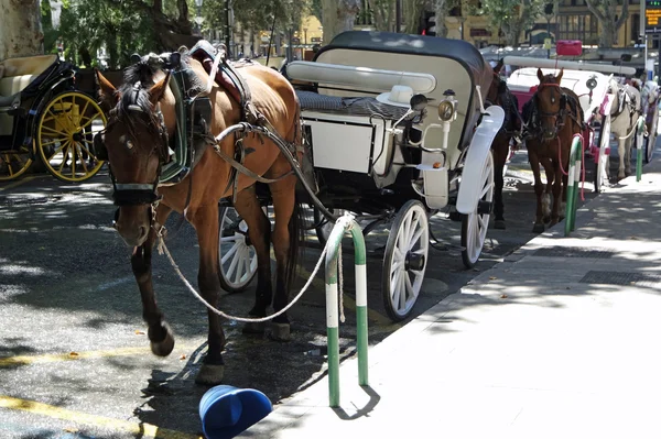 Carrozza a cavallo a palma — Foto Stock