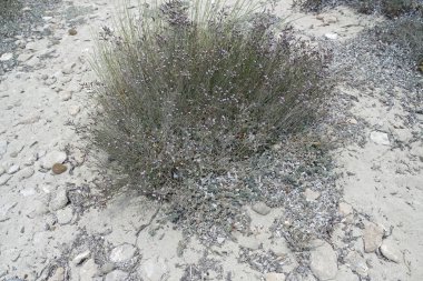 kum tepeleri İspanya