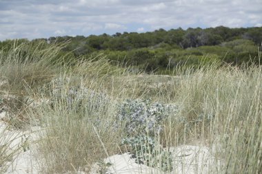 kum tepeleri İspanya