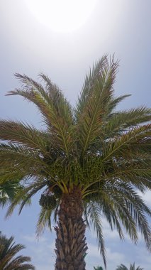 sal adadaki palmiye ağacı